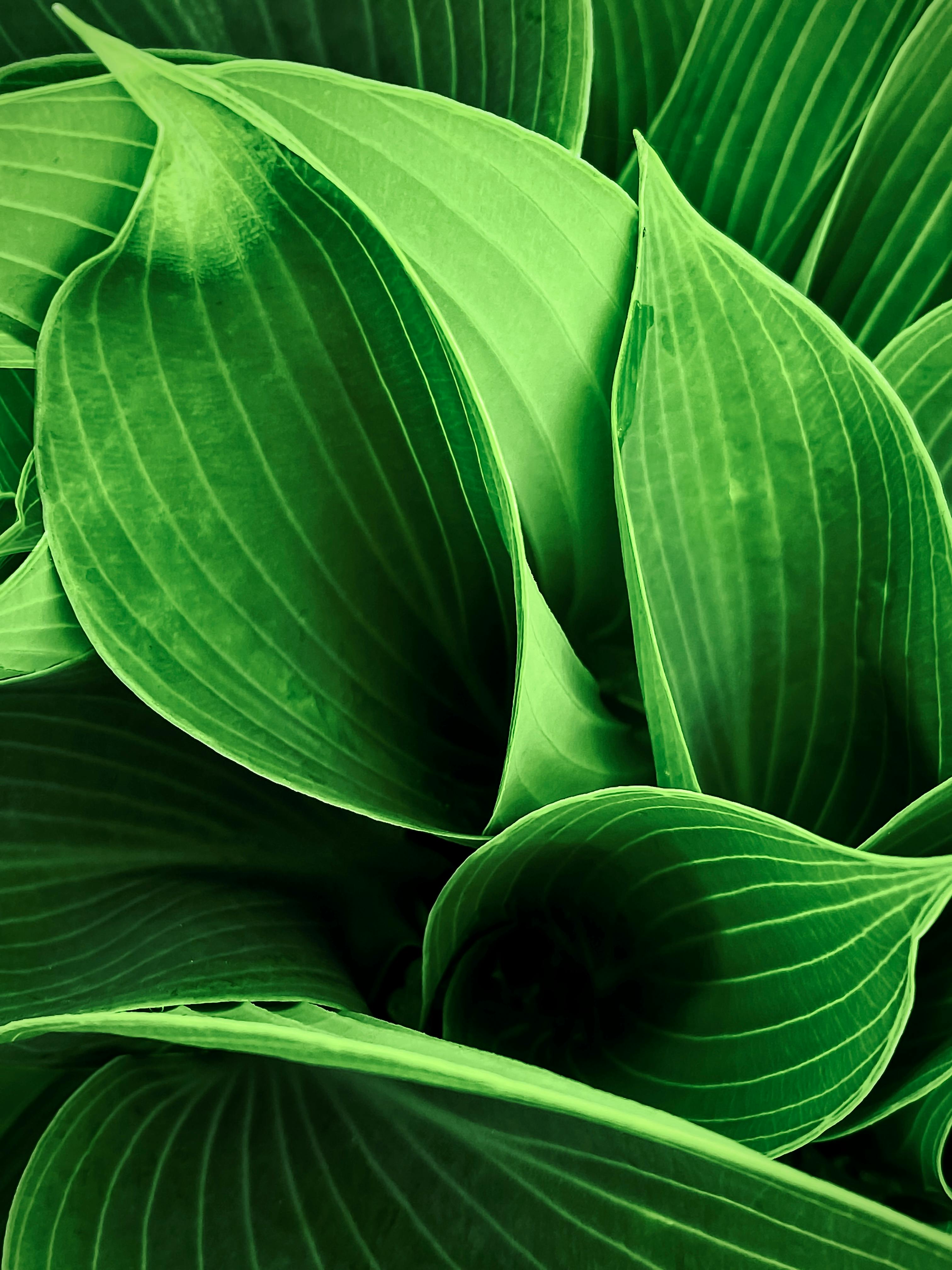 Close-Up Shot of Palm Leaves · Free Stock Photo