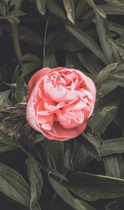 Close-Up Shot of a Pink Rose in Bloom