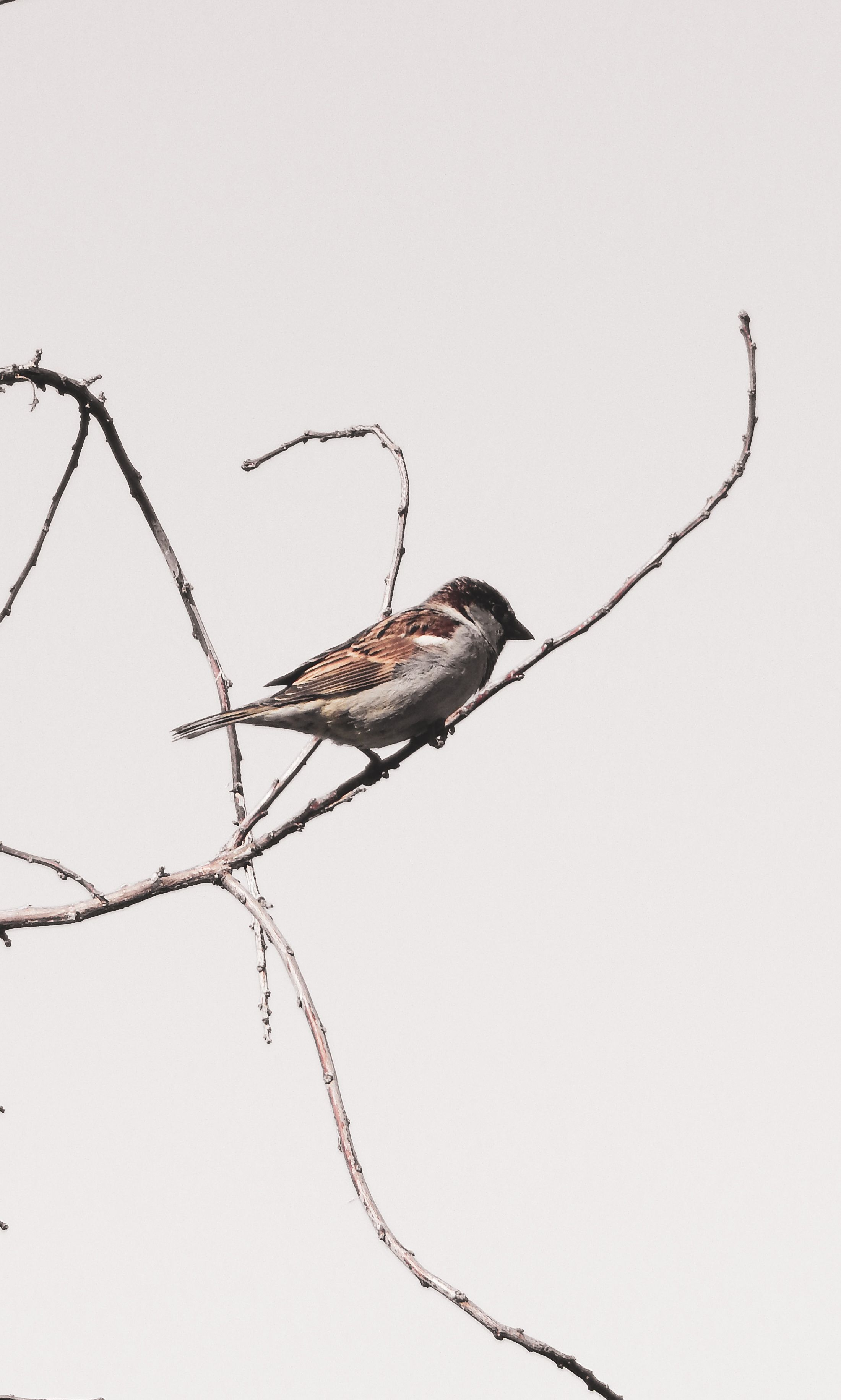 Close-up of a sparrow perched on a bare tree branch. Bright, minimalist composition with clear skies.