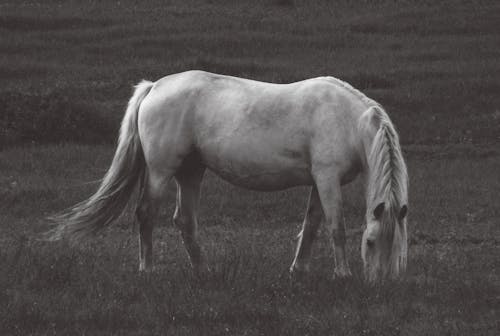 Grayscale Photo of a Horse Grazing on a Grassy Field