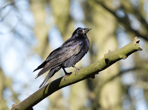 Close-Up Shot of a Crow Perched on a Tree Branch