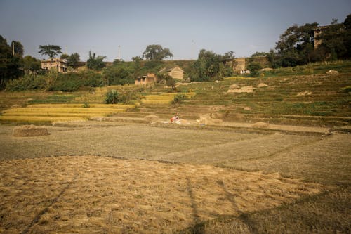 Foto stok gratis bidang, lahan pertanian, pedesaan