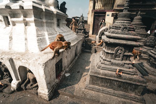 Monkeys on the Exterior of a Monastery 