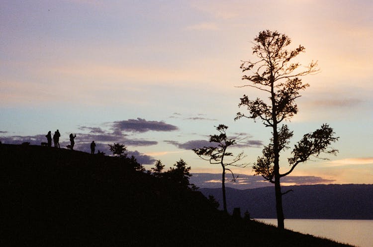 Silhouettes Of Trees On Lakeshore