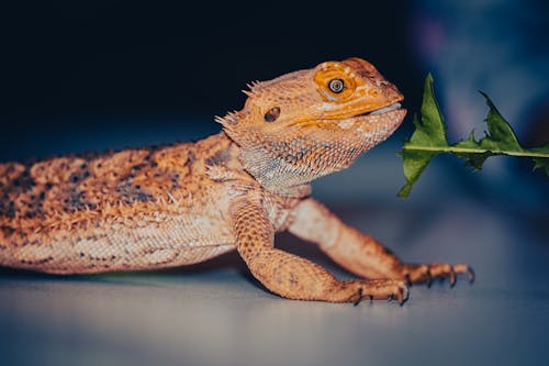 Základová fotografie zdarma na téma detail, fotografování zvířat, ještěrka