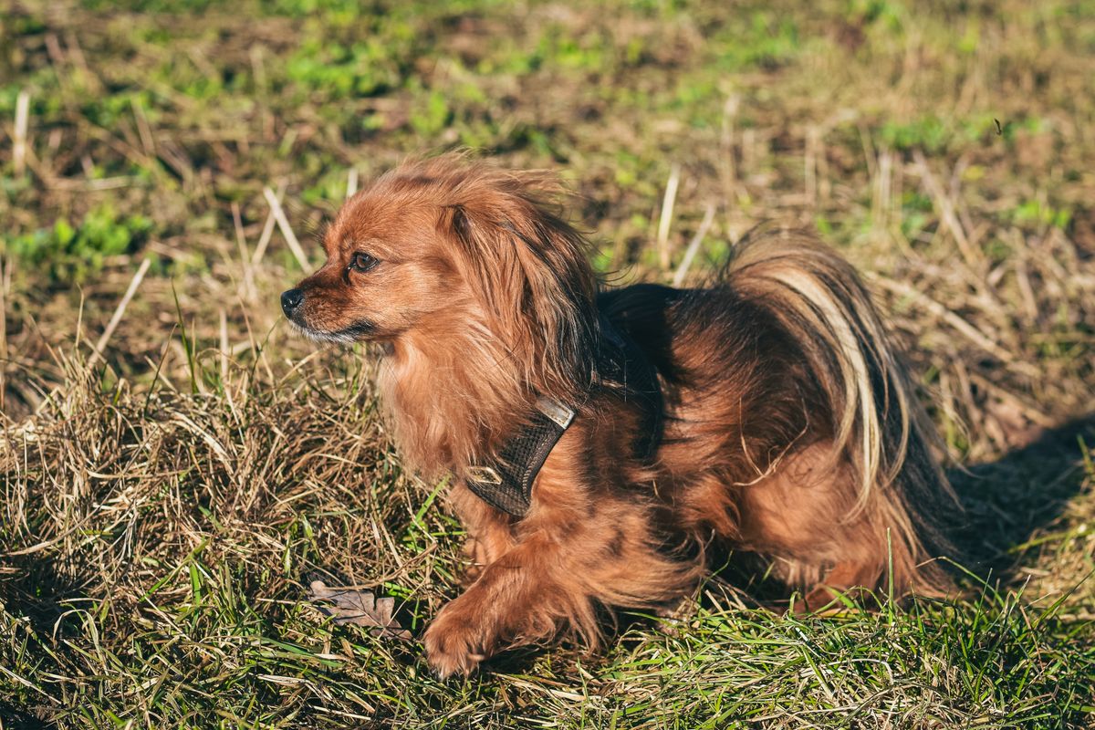 chien poil long - Mettre en place une routine de brossage efficace