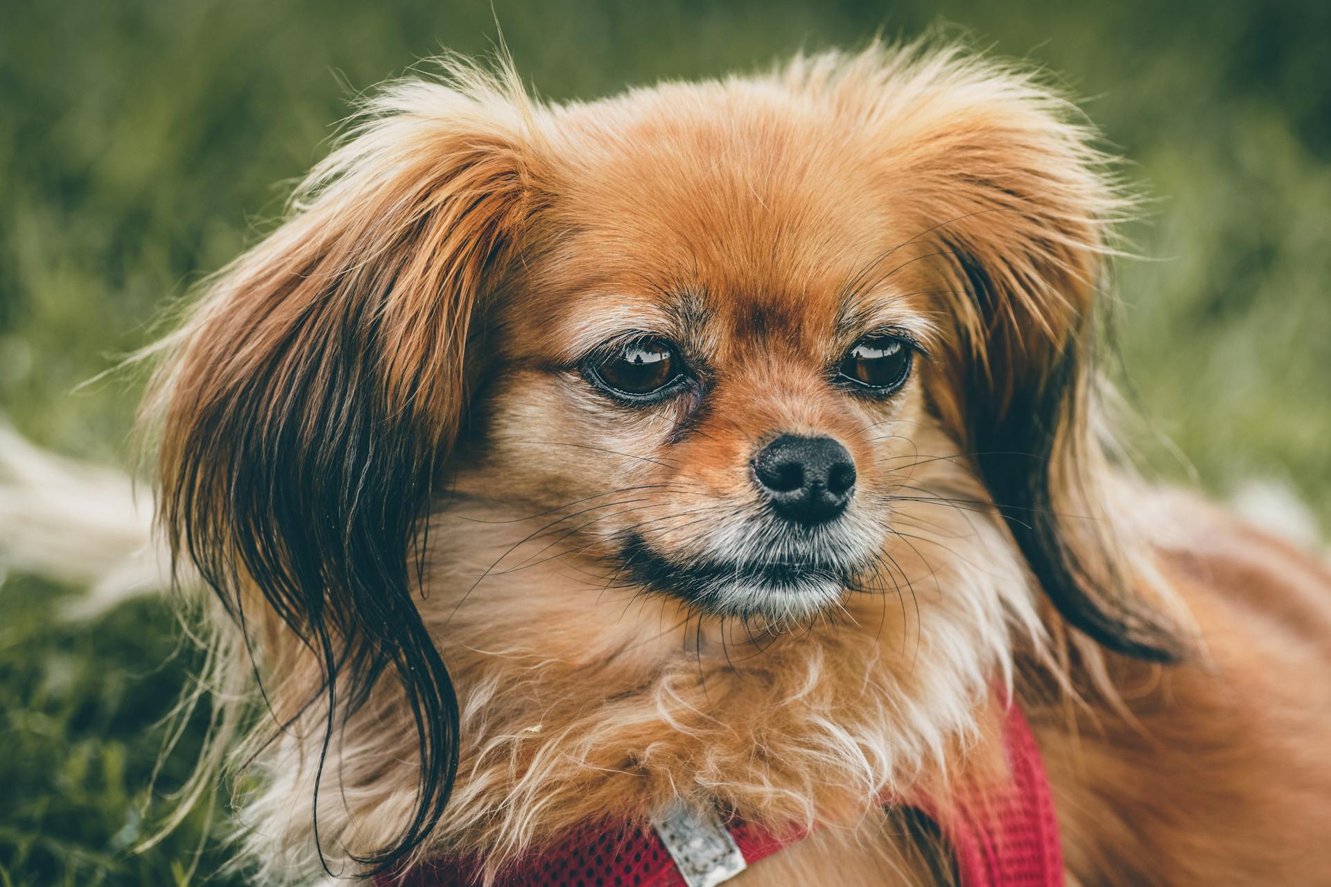 Close-Up Shot of a Papillon Dog