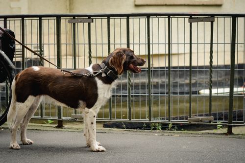 Free Small Münsterländer dog on a leash standing outdoors near a fence. Calm and attentive. Stock Photo