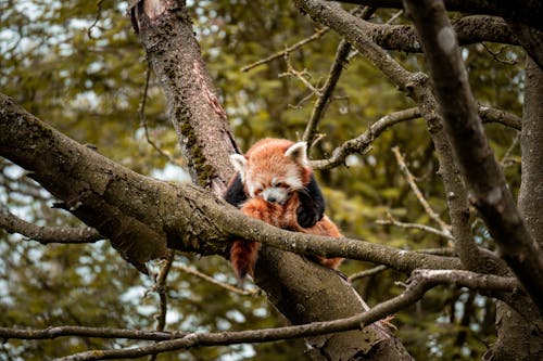 무료 나뭇가지, 너구리판다, 동물의 무료 스톡 사진