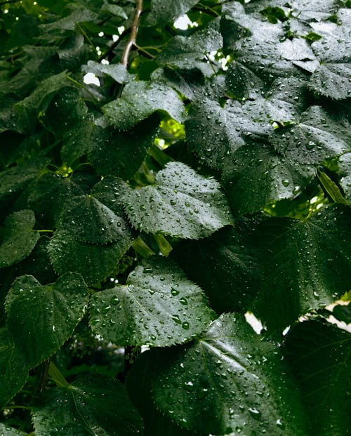 Kostnadsfria Kostnadsfri bild av dagg, flora, gröna löv Stock foto