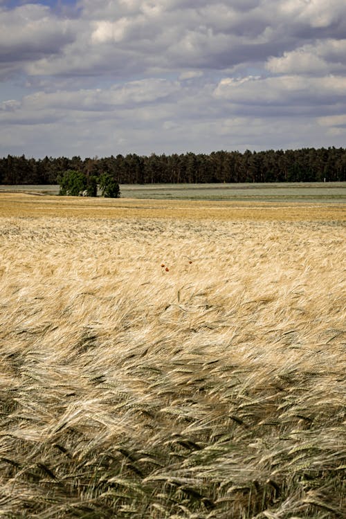ライ麦, 垂直ショット, 小麦の無料の写真素材