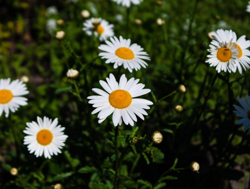 Free Close-up of white daisies blooming under bright sunlight, capturing the essence of spring. Stock Photo