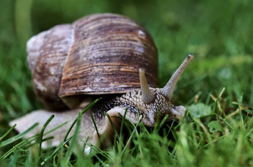 Free stock photo of garden snail, snail Stock Photo