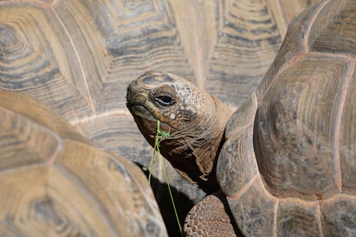 Gratis stockfoto met beesten, detailopname, dieren in het wild