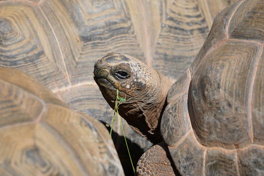 Detailed close-up shot of a tortoise eating grass, showcasing its textured shell and natural habitat.