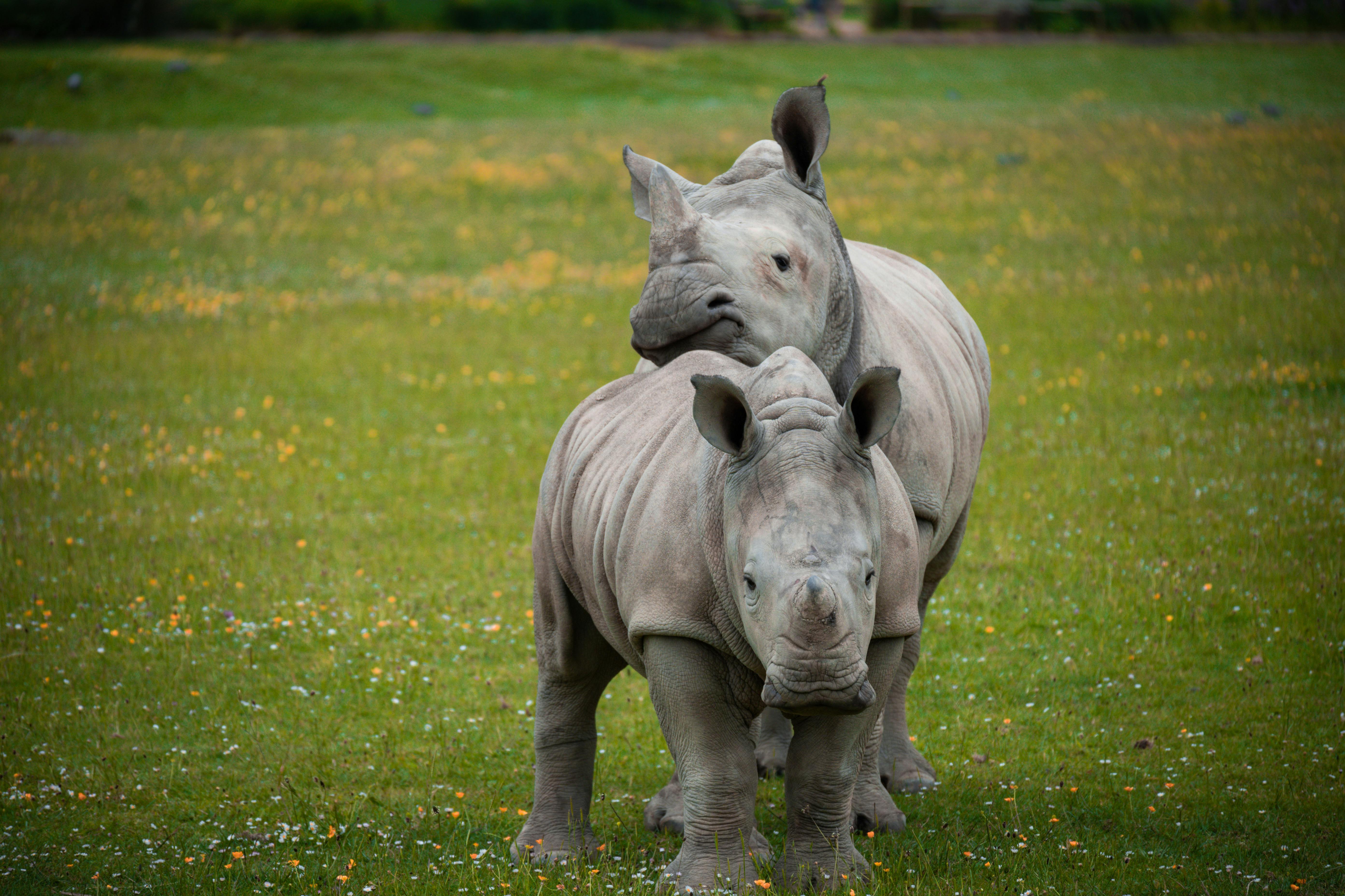 Gratuit Photos gratuites de activité de plein air, animaux, animaux dans la nature Photos