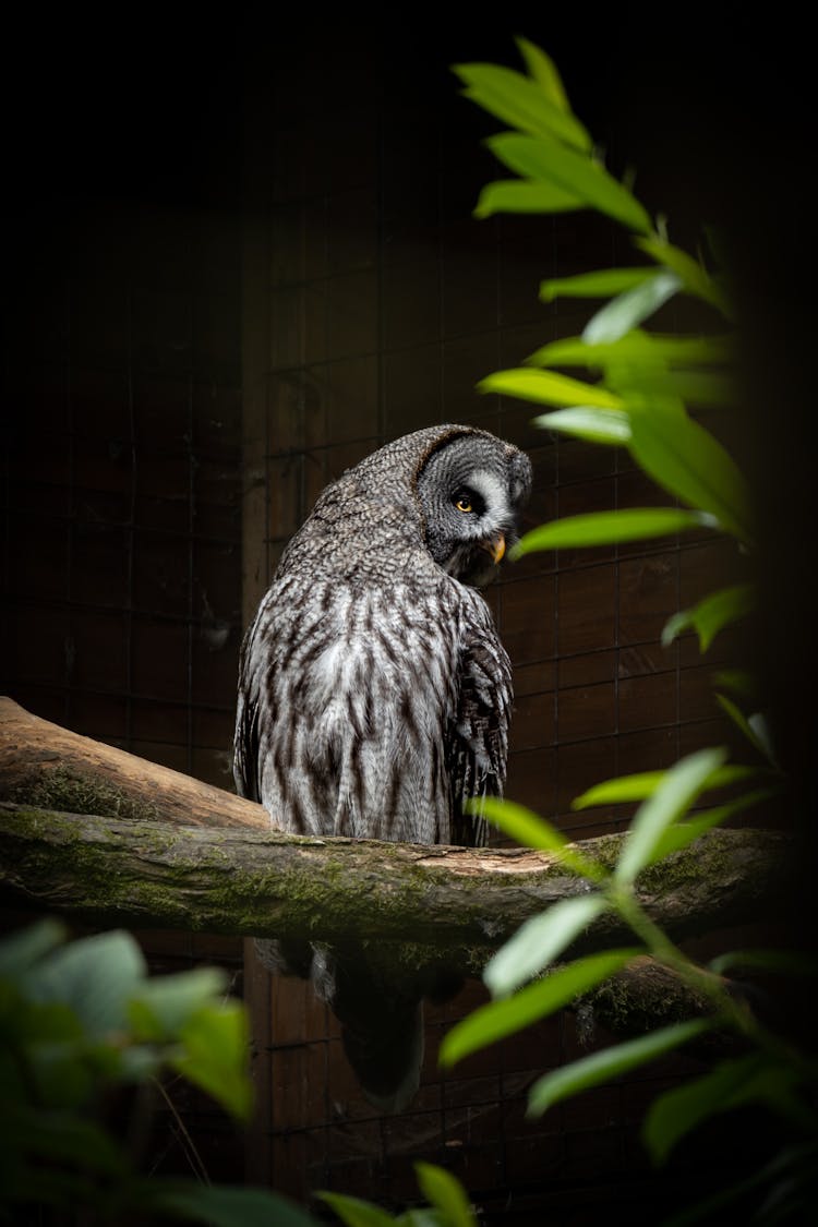 Owl Sitting On Tree Branch