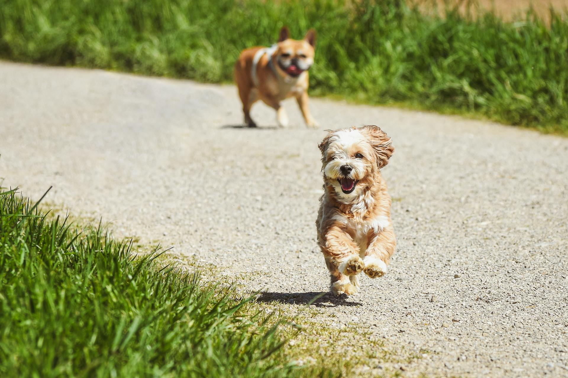 Cute Dogs Running on the Street