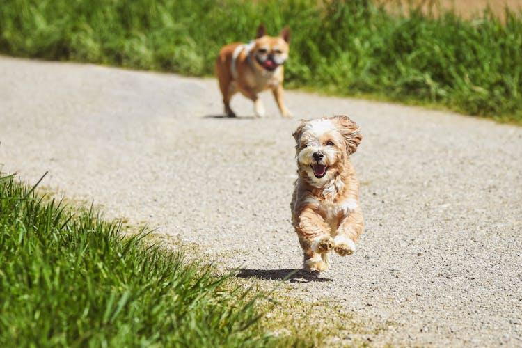 Cute Dogs Running On The Street