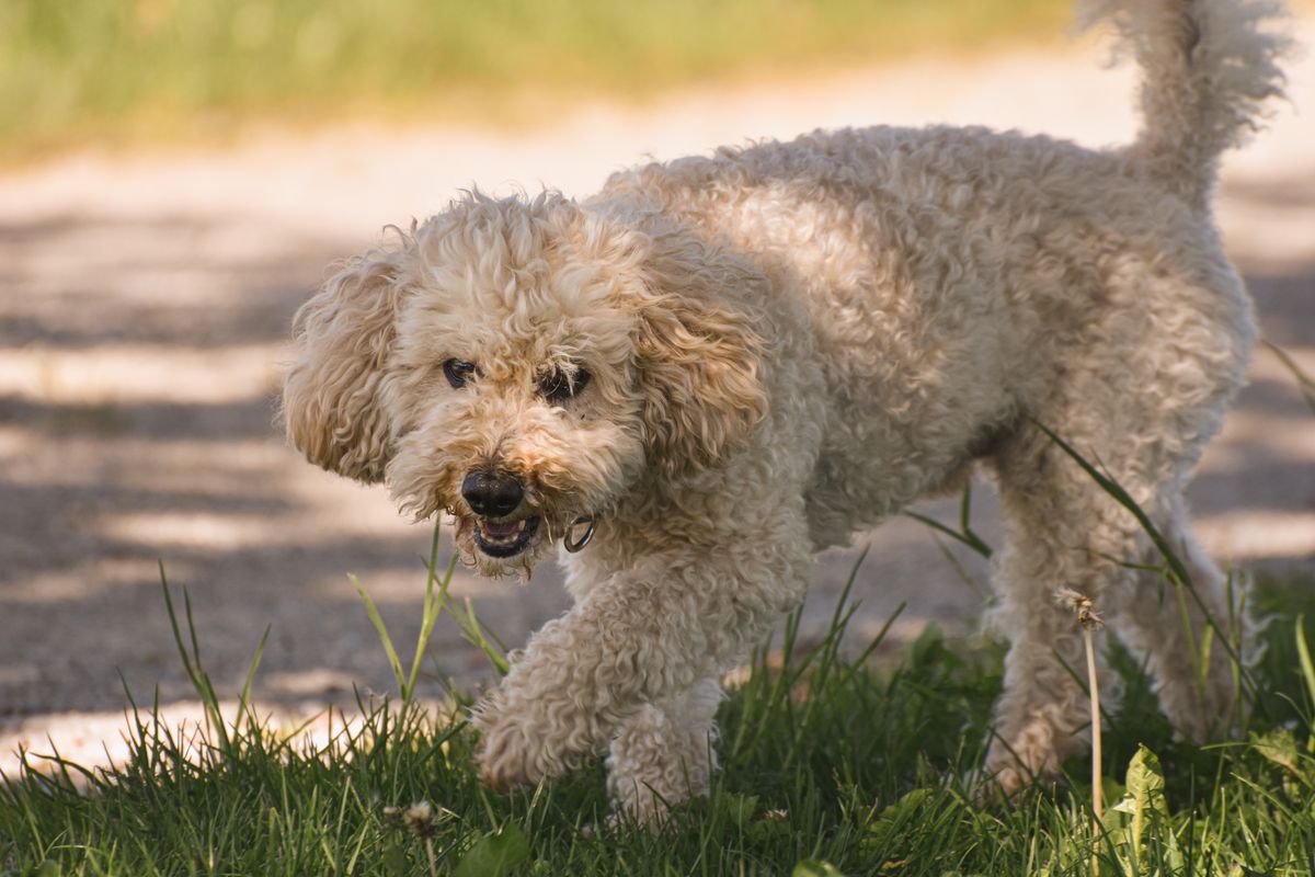 A small dog walks through sunny grass after a road trip stop before getting back in the car.