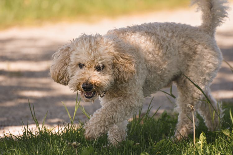 Portrait Of Shaggy Dog