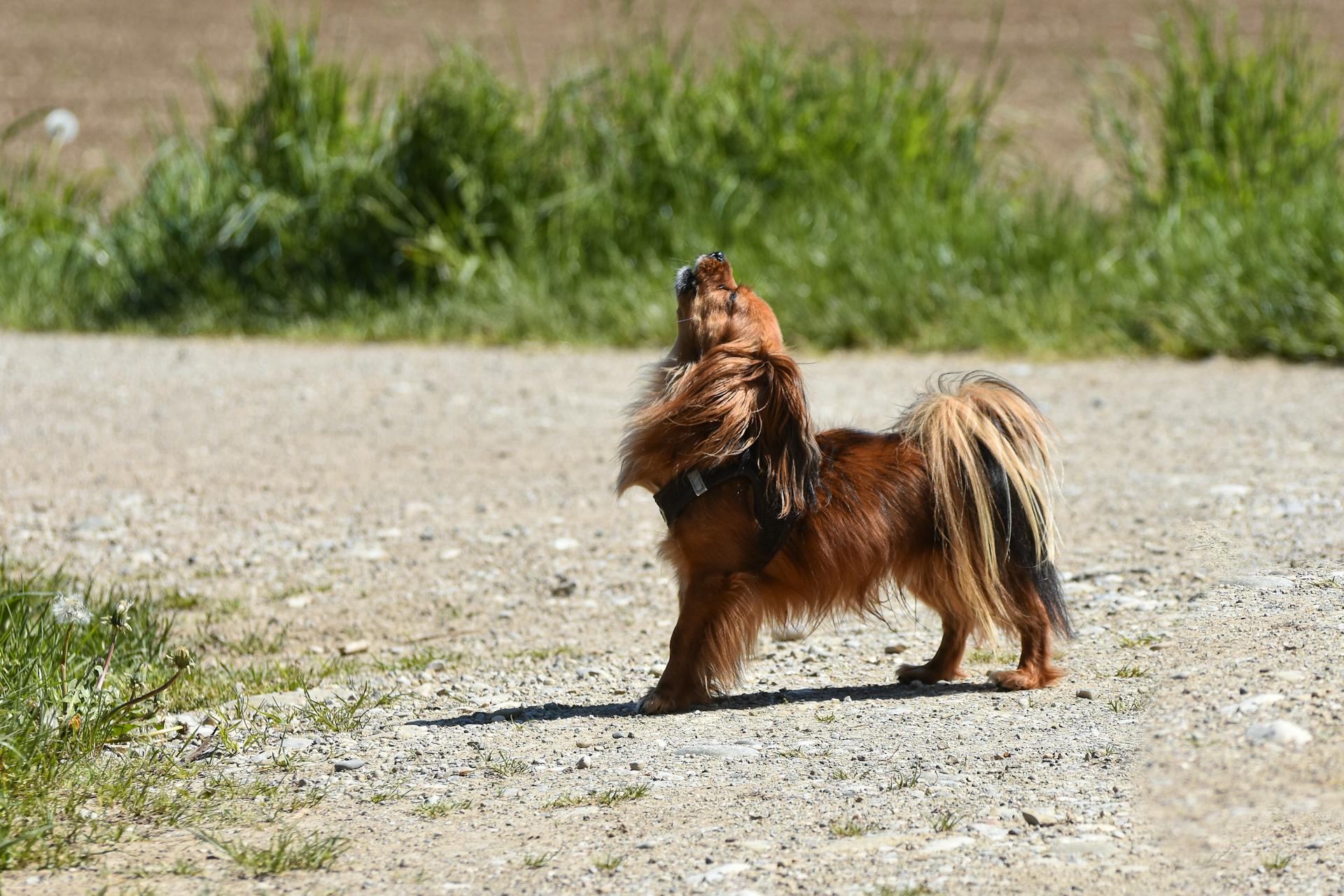 Cute Dog Walking and Howling Outdoors