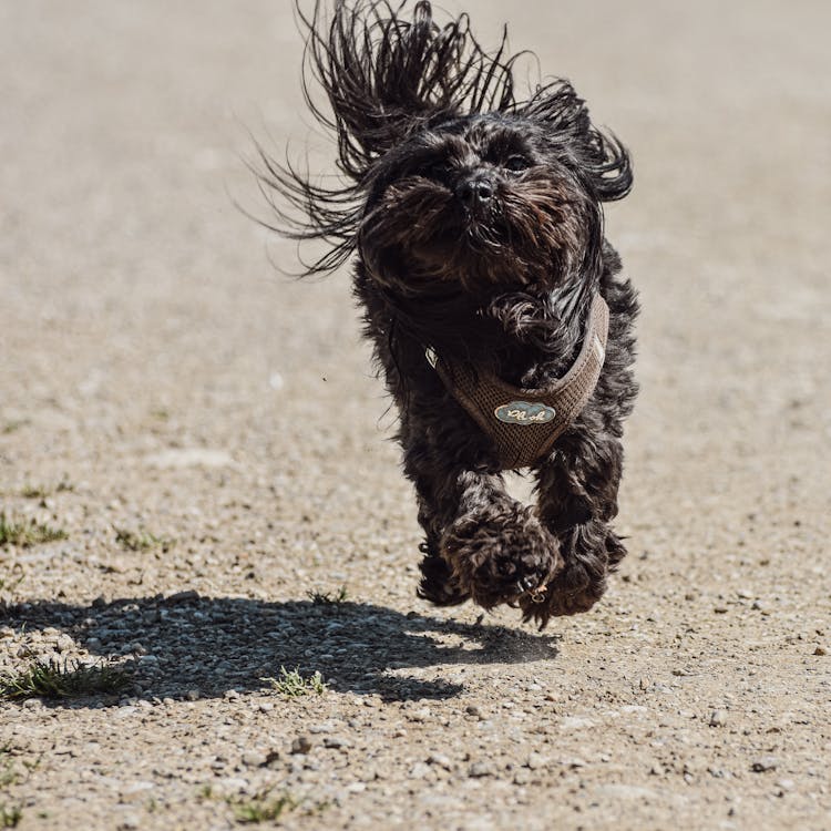 Close-Up Shot Of Bolonka Dog Running On The Ground