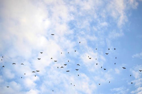Бесплатное стоковое фото с голубое небо, летающий, облачный