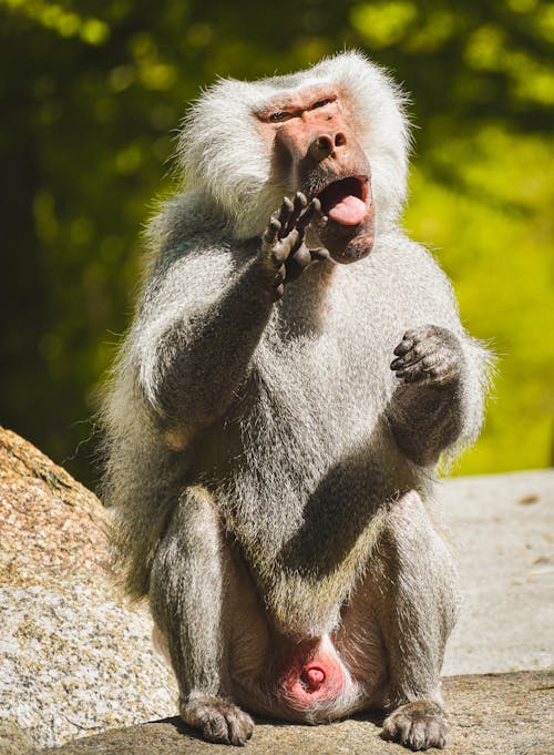 Foto profissional grátis de babuíno, desajeitado, fechar-se