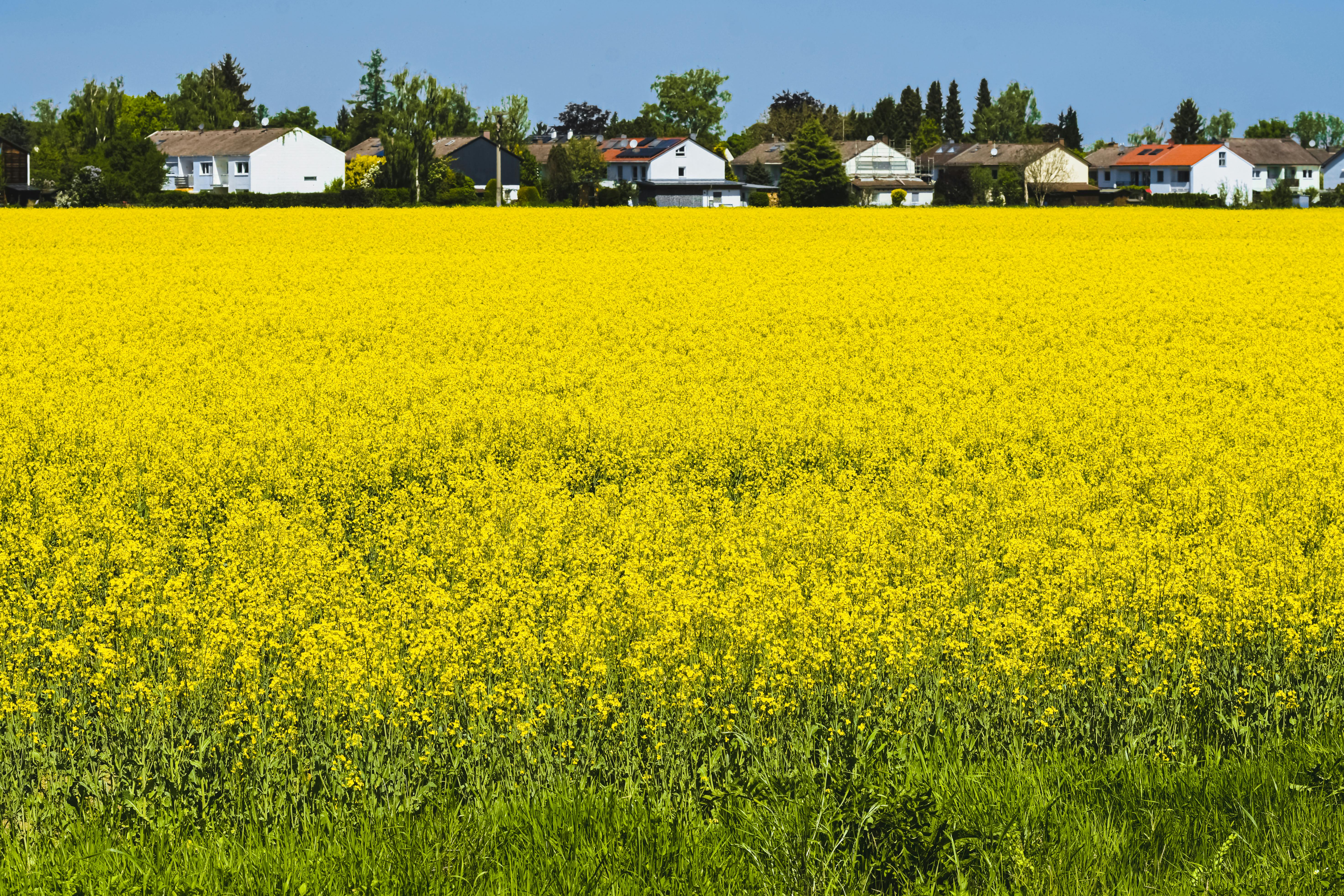 Yellow Flower Field Near Green Trees and Wooden Houses · Free Stock Photo