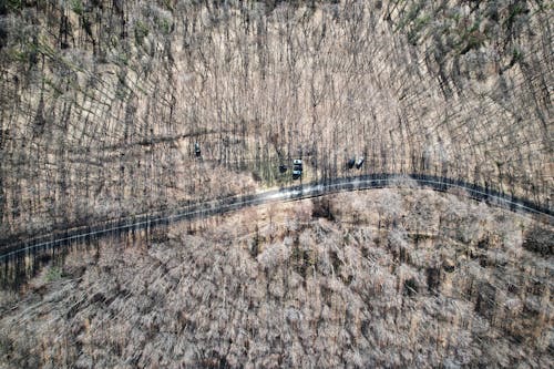 Aerial View of Road Between Brown Trees