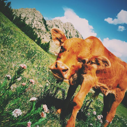 Brown Cow on Grass Field With Flowers