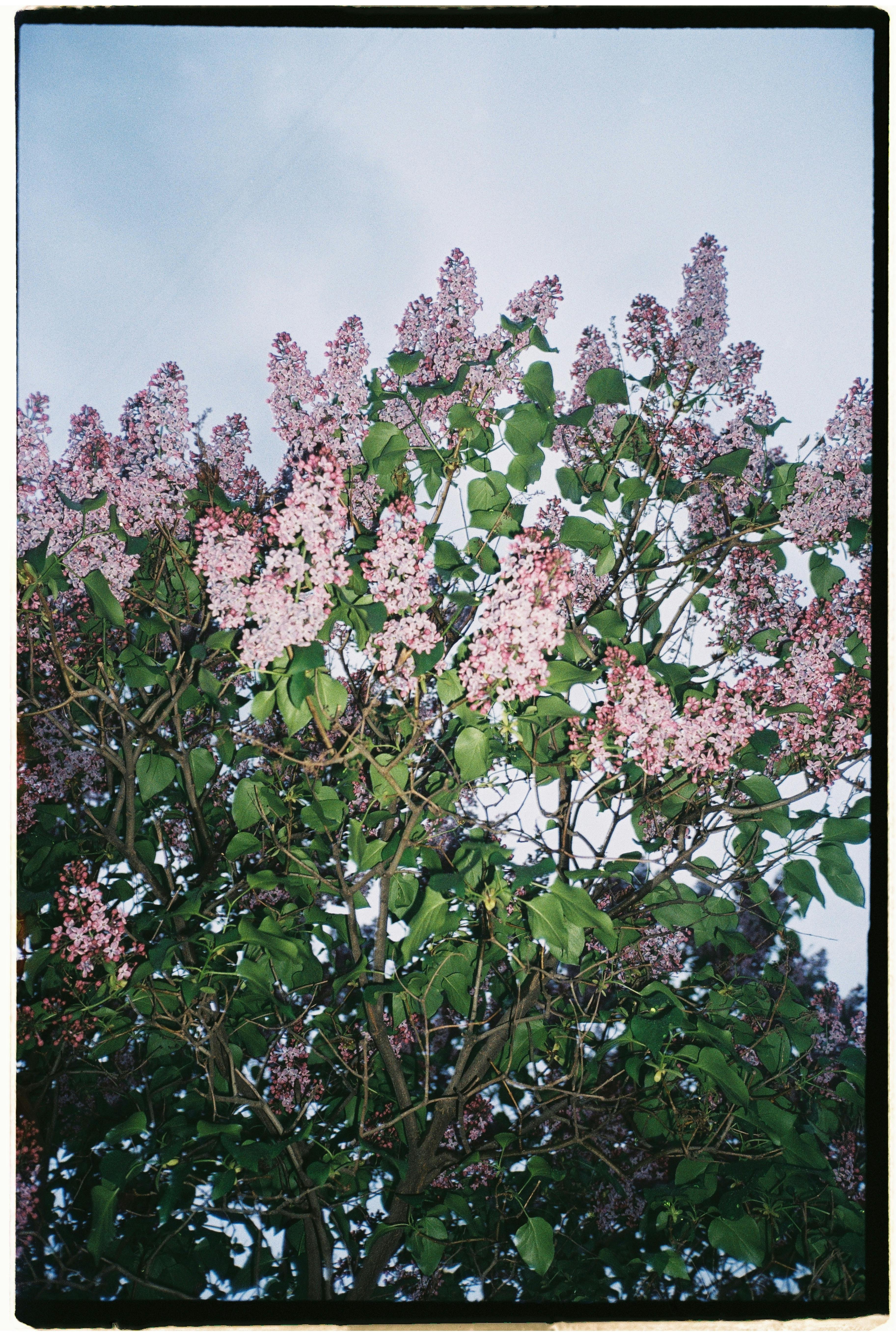 Close-up of lilac blossoms on a tree against a clear sky, showcasing spring's freshness.