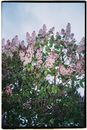 Pink and White Flowers Under Blue Sky