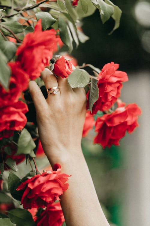 Free Close Up of Woman Hand Touching Roses Stock Photo