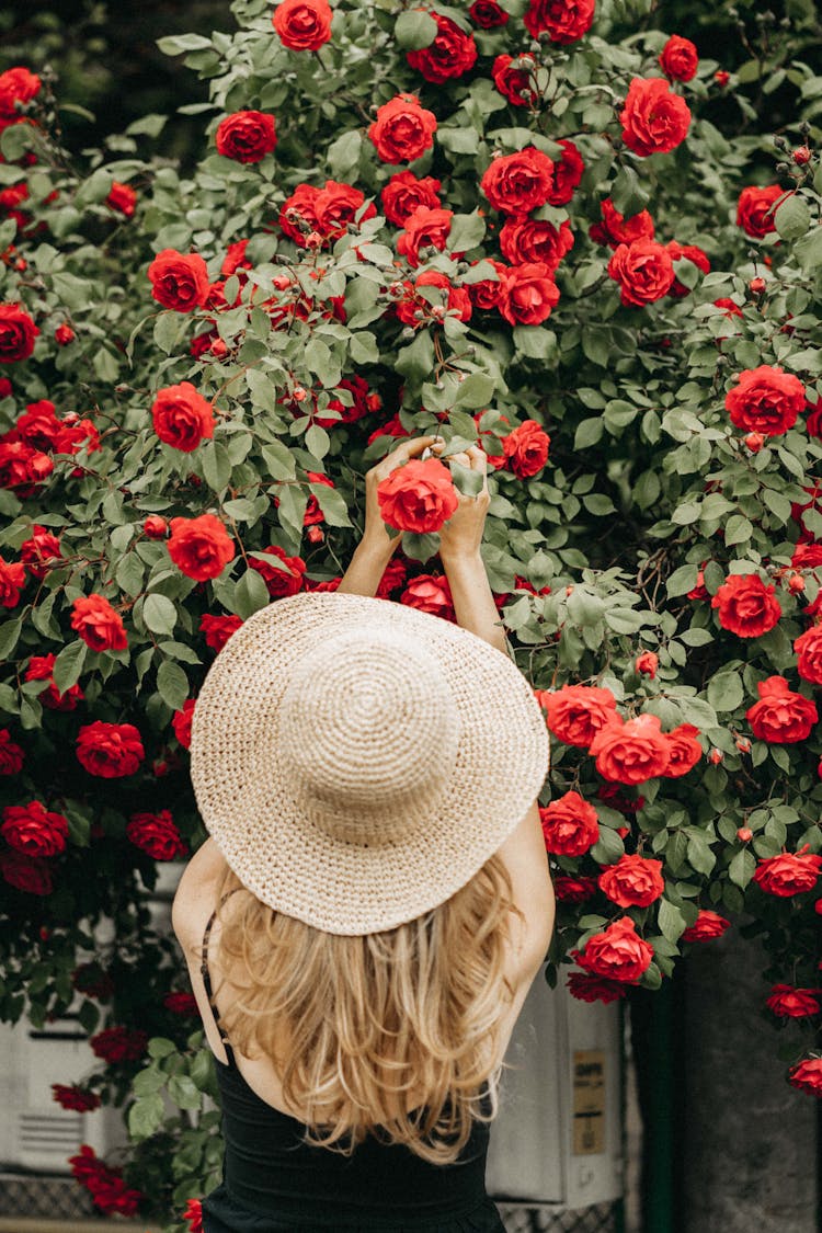 Blonde Woman Pick Up Flower From Bush