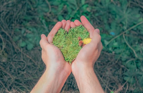 Foto d'estoc gratuïta de a l'aire lliure, creixement, flora