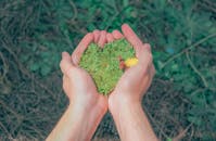 Person Holding Green Grains