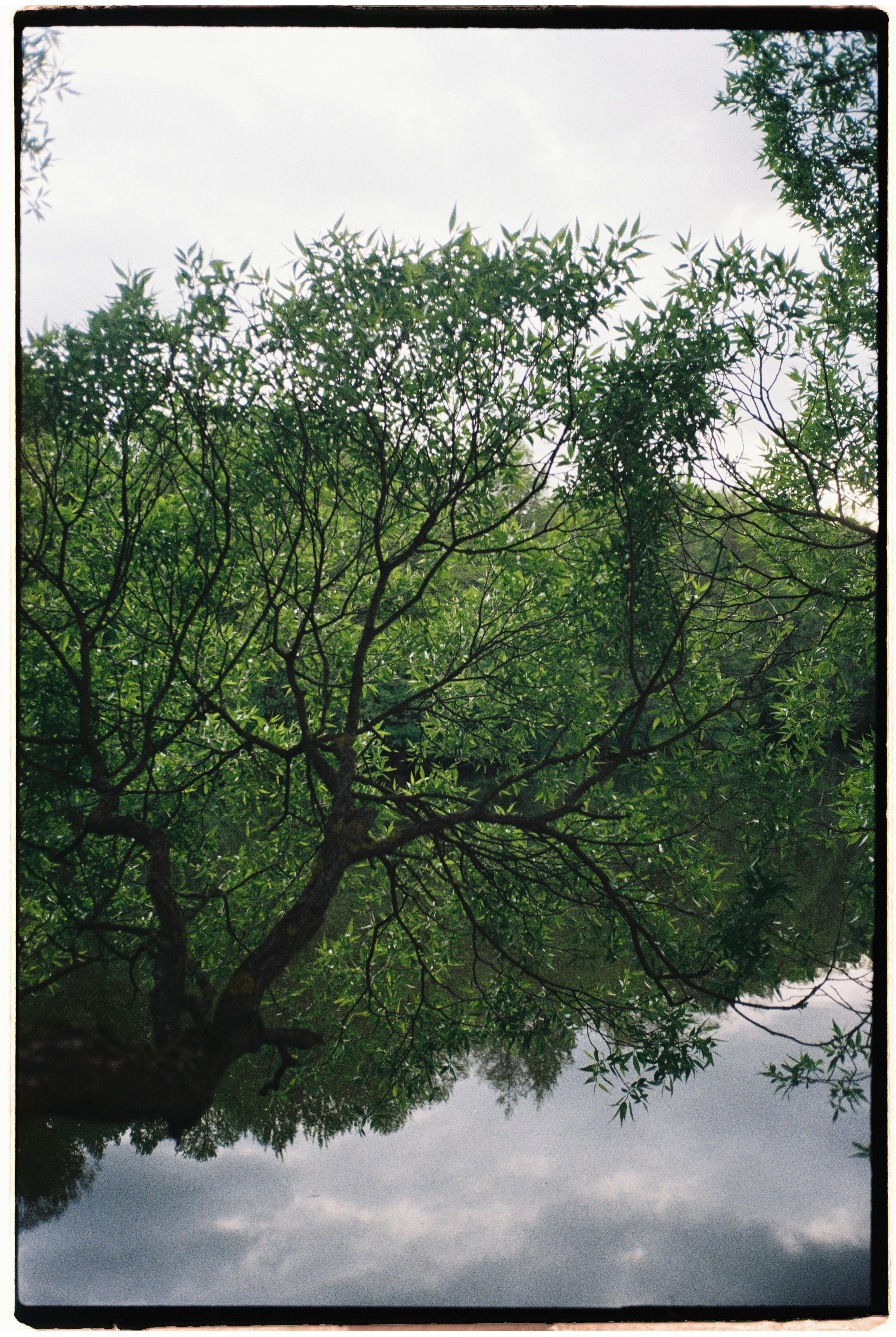 A peaceful river scene with lush green trees reflected in calm water.