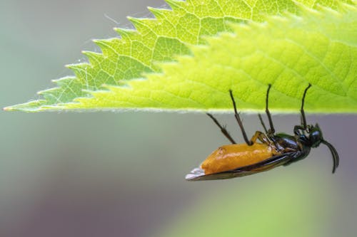 Bramble Sawfly