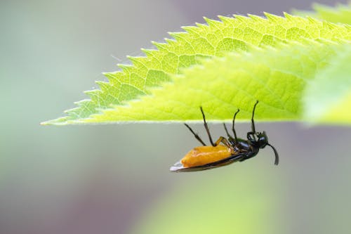 Bramble Sawfly