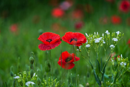 Red Poppies Beside White Flowers in Bloom