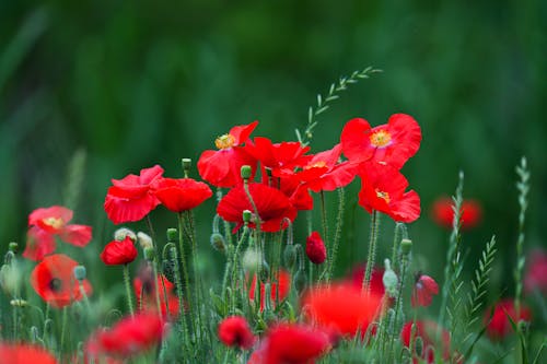 Red Flowers in in Close Up Photography