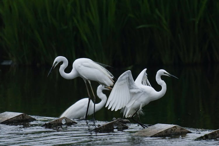 White Water Birds On Water