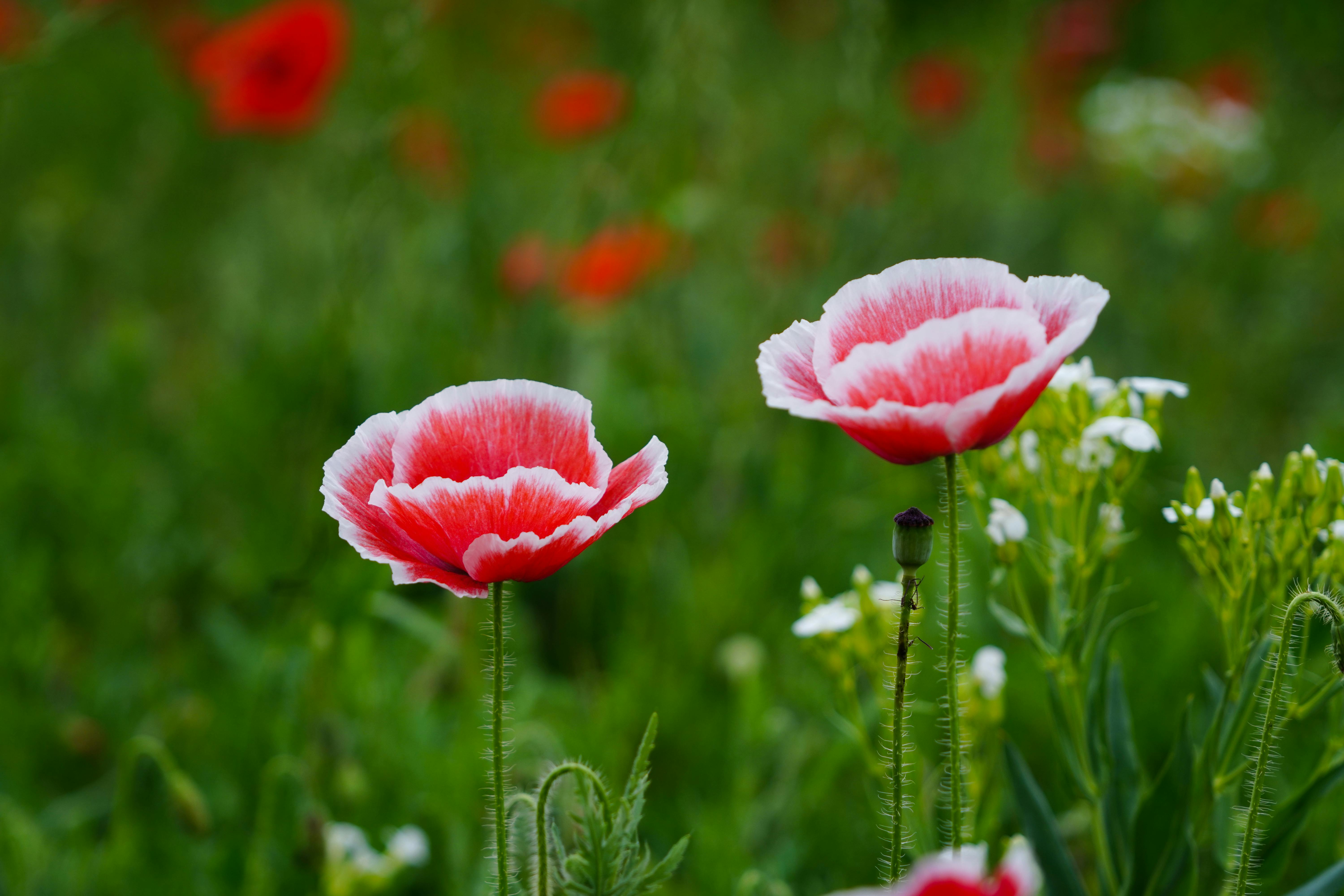 Poppy Flowers Growing in Nature · Free Stock Photo