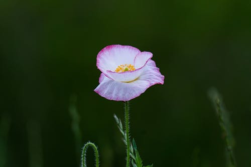 A White and Purple Poppy Flower in Bloom