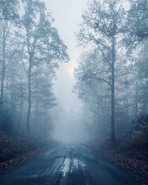 Black Asphalt Road Between Trees Covered with Fog