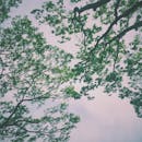 Green Trees Under Nimbus Clouds