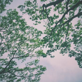 Lush green tree branches stretch across a tranquil sky, capturing the essence of nature in Chiyoda City, Tokyo.（イメージ）