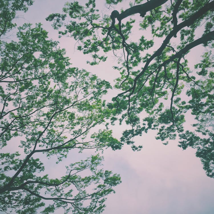 Ücretsiz Nimbus Bulutları Altında Yeşil Ağaçlar Stok Fotoğraflar